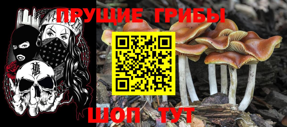 Псилоцибиновые грибы GOLDEN TEACHER  Вход с VPN  Удомля 